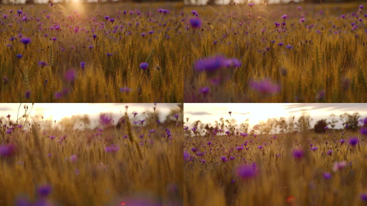 慢镜头日落时，麦田里开着紫色的花