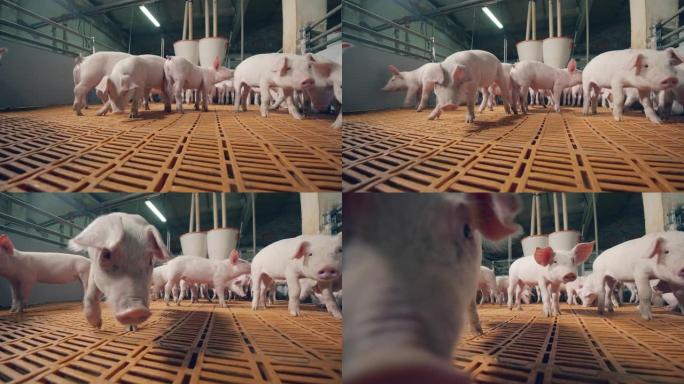 小猪在农场里很好奇