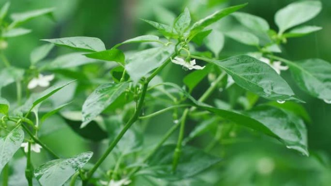 青辣椒植物的生长辣椒开花雨中辣椒辣椒特写