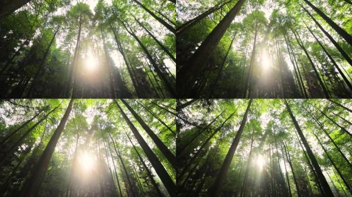 阳光穿过树林丁达尔效应光线透过光束