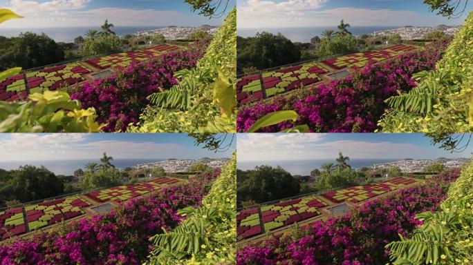 马德拉植物园的丰沙尔阳光明媚。绿色植物和各种花卉-葡萄牙马德拉的壮丽自然。万向节射击，4K