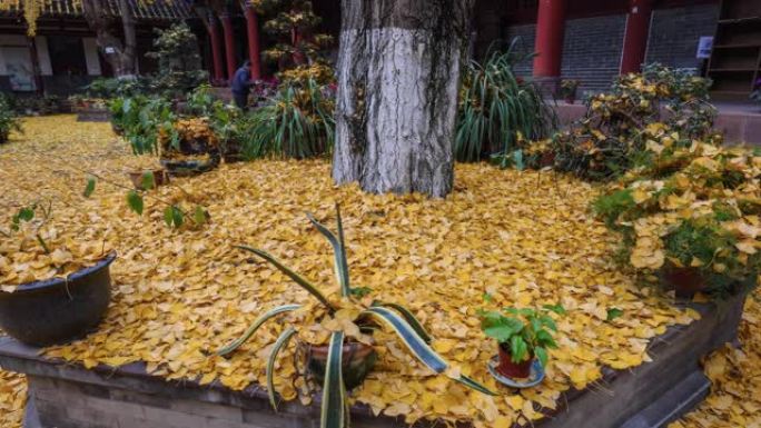 院子里，银杏叶落了一地