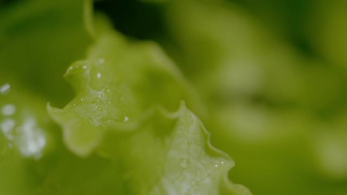 宏观，dop: 雨水在雨天浇灌生菜的详细视图。