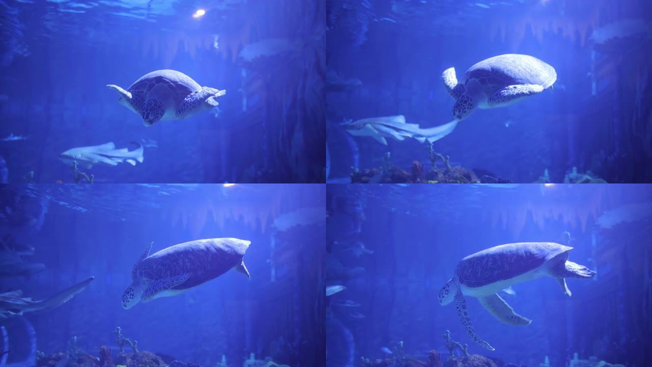 海龟在水族馆游泳海洋馆水底世界水下动物