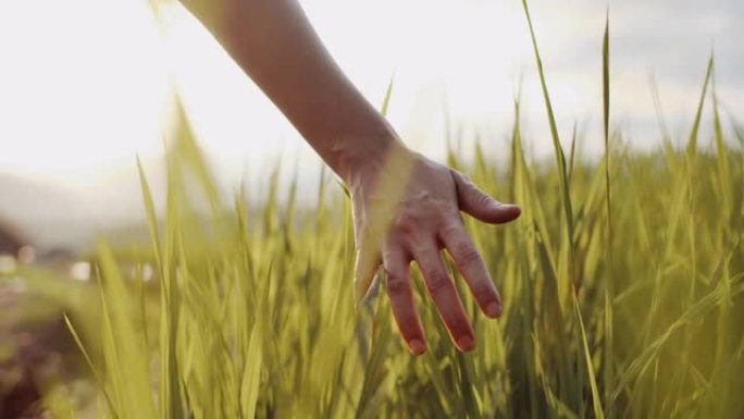 在美丽的日落时，手抚摸成熟的金色小麦植物