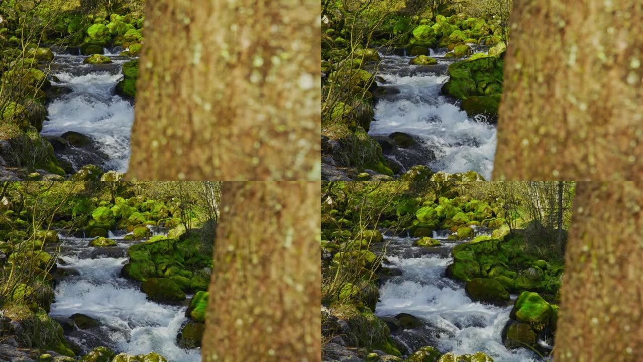 SLO MO泉水流过岩石，穿过森林