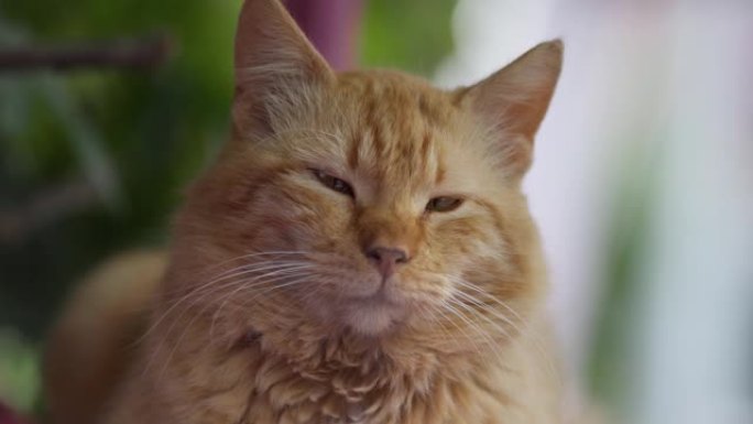 可爱的姜猫懒洋洋地喵喵叫，闭上眼睛准备休息。蓬松的宠物专心凝视，在炎热的阴凉处休息