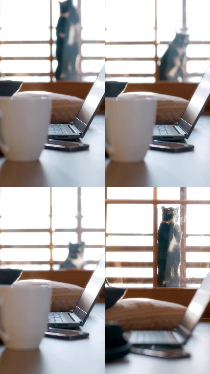 女士在地板上使用笔记本电脑，而猫在玻璃门上爪子进入