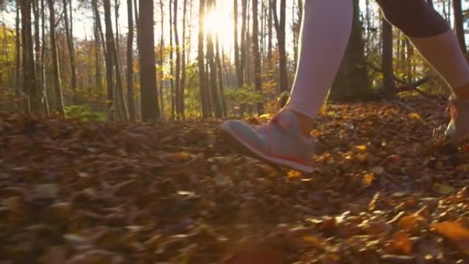 低角度: 金色的秋天傍晚的阳光照耀着探索树林的女性慢跑者。