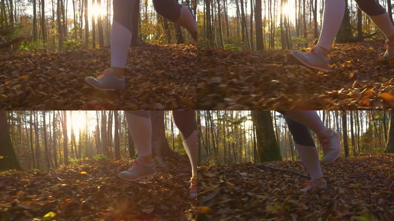 低角度: 金色的秋天傍晚的阳光照耀着探索树林的女性慢跑者。