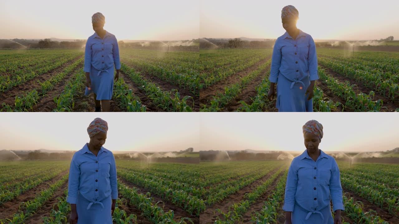 非洲黑人女农民在大型蔬菜农场监测灌溉玉米作物