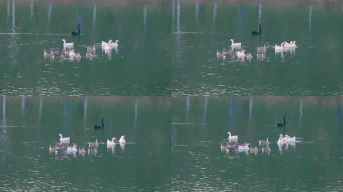 一群在湖里游泳的鹅