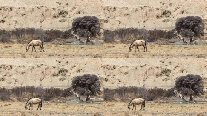 青藏高原的马在荒原中寻找牧场