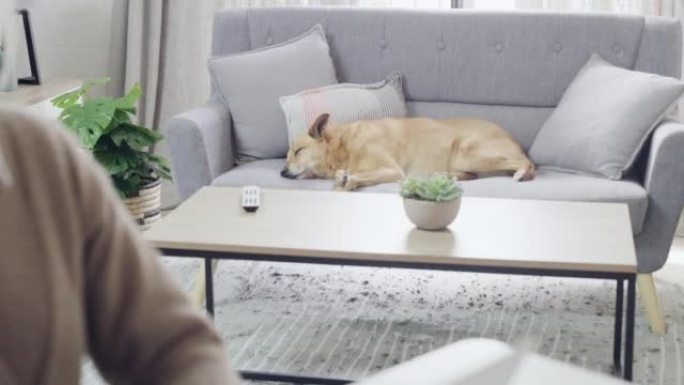 高级女性在笔记本电脑上打字并使用电话，而她的狗懒则睡在家里的沙发上。混合犬只在宠物主人使用无线技术在