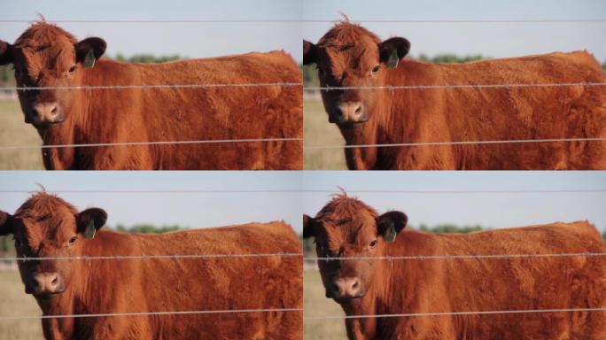 一只红色的阿伯丁安格斯小牛站在田野里的篱笆后面。4k分辨率。