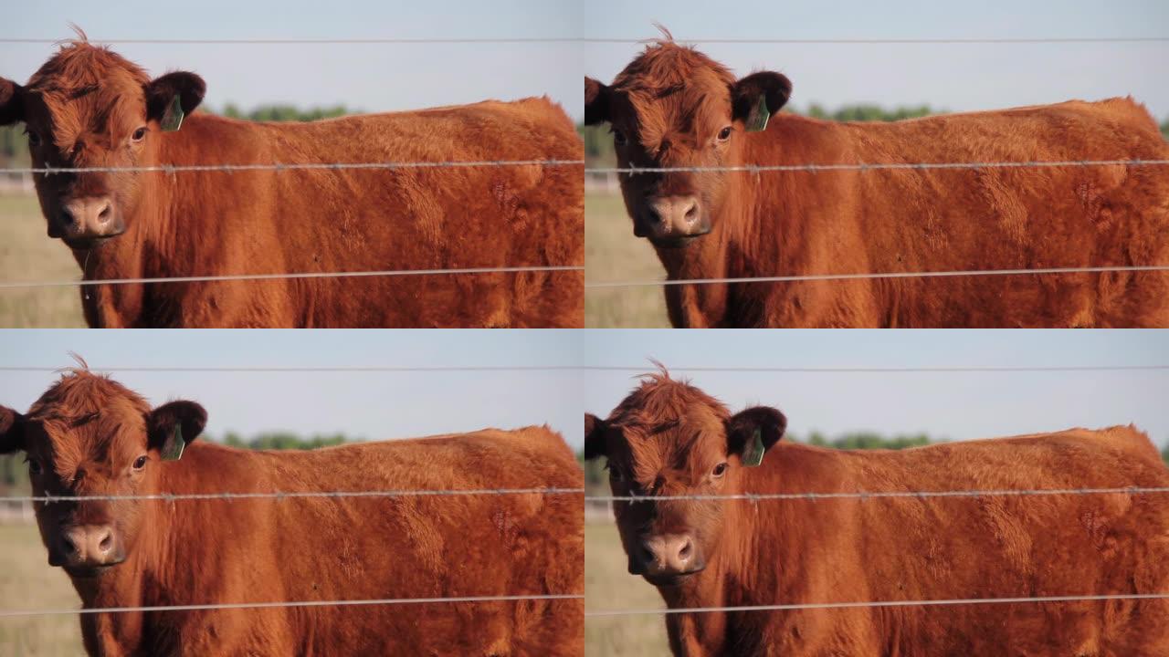 一只红色的阿伯丁安格斯小牛站在田野里的篱笆后面。4k分辨率。