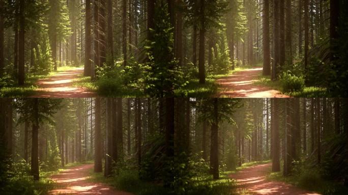 阳光下奇妙的森林之路。夏天的童话森林