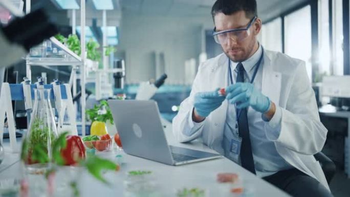 男性科学家在笔记本电脑上工作，并在盘子里分析半切实验室种植的番茄。微生物学家使用技术设备在现代实验室