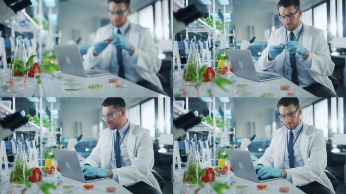 男性科学家在笔记本电脑上工作，并在盘子里分析半切实验室种植的番茄。微生物学家使用技术设备在现代实验室