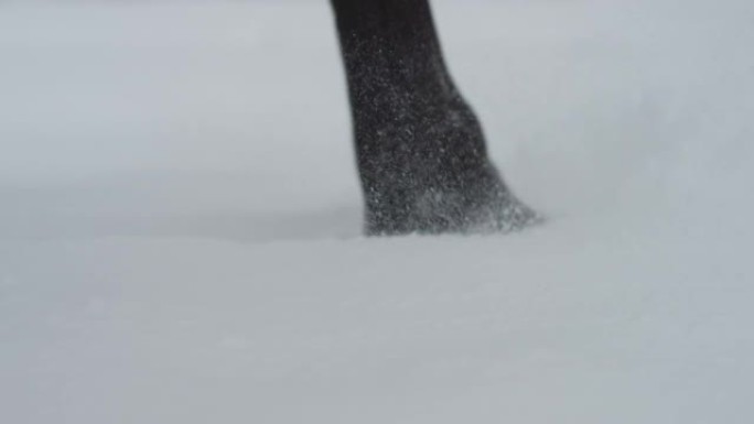 特写: 马蹄穿过白雪皑皑的草地时的详细镜头。