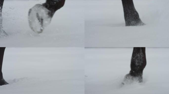 特写: 马蹄穿过白雪皑皑的草地时的详细镜头。