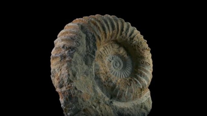 侏罗纪海洋生物化石旋转射击