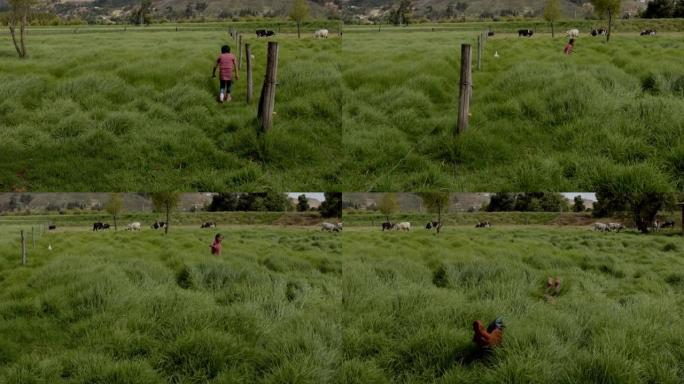 美丽的小女孩住在农场里，在鸡后面嬉戏地奔跑，落在长长的草地上