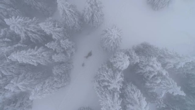 夫妇在圣诞节在雪地里拉树枝