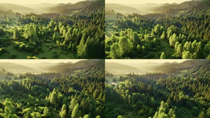 绿树和山脉的空中早晨拍摄。冉冉升起的阳光中的山林。夏季自然背景