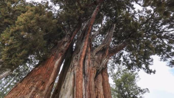 西藏林芝的巨柏古树参天仰视仰望仰拍粗壮震