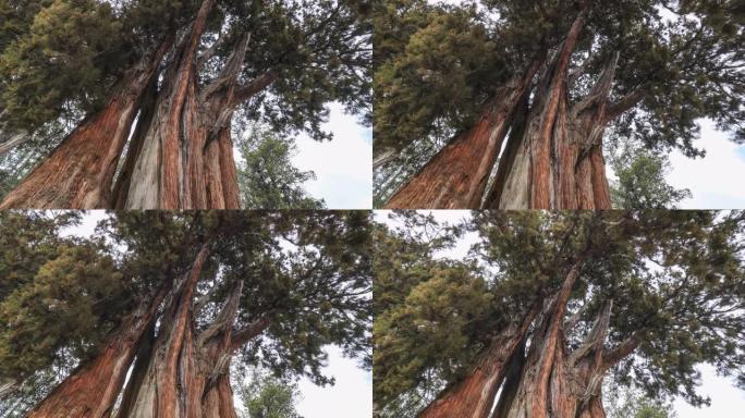 西藏林芝的巨柏古树参天仰视仰望仰拍粗壮震