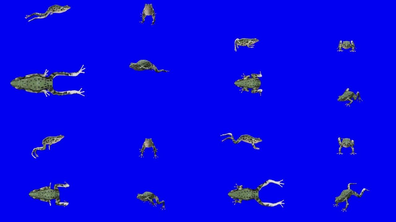 在蓝屏上跳青蛙。动物的概念，野生动物，游戏，返校，3d动画，短视频，电影，卡通，有机，色键，人物动画