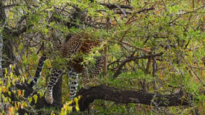 发现的豹子从野生动物保护区的树上跳下来