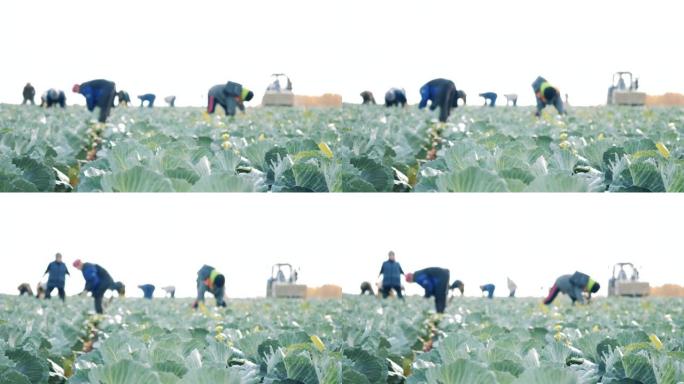 一群农民正在田间收割白菜