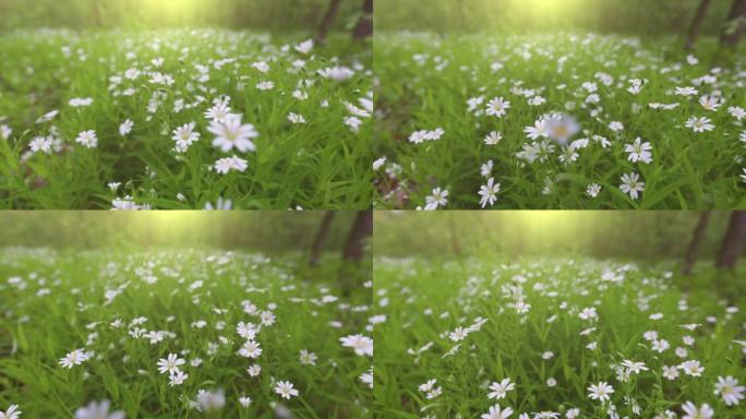 夏季森林中开着精致花朵的林间空地。相机在白色春天的花朵之间的森林中移动。万向节射击，4K
