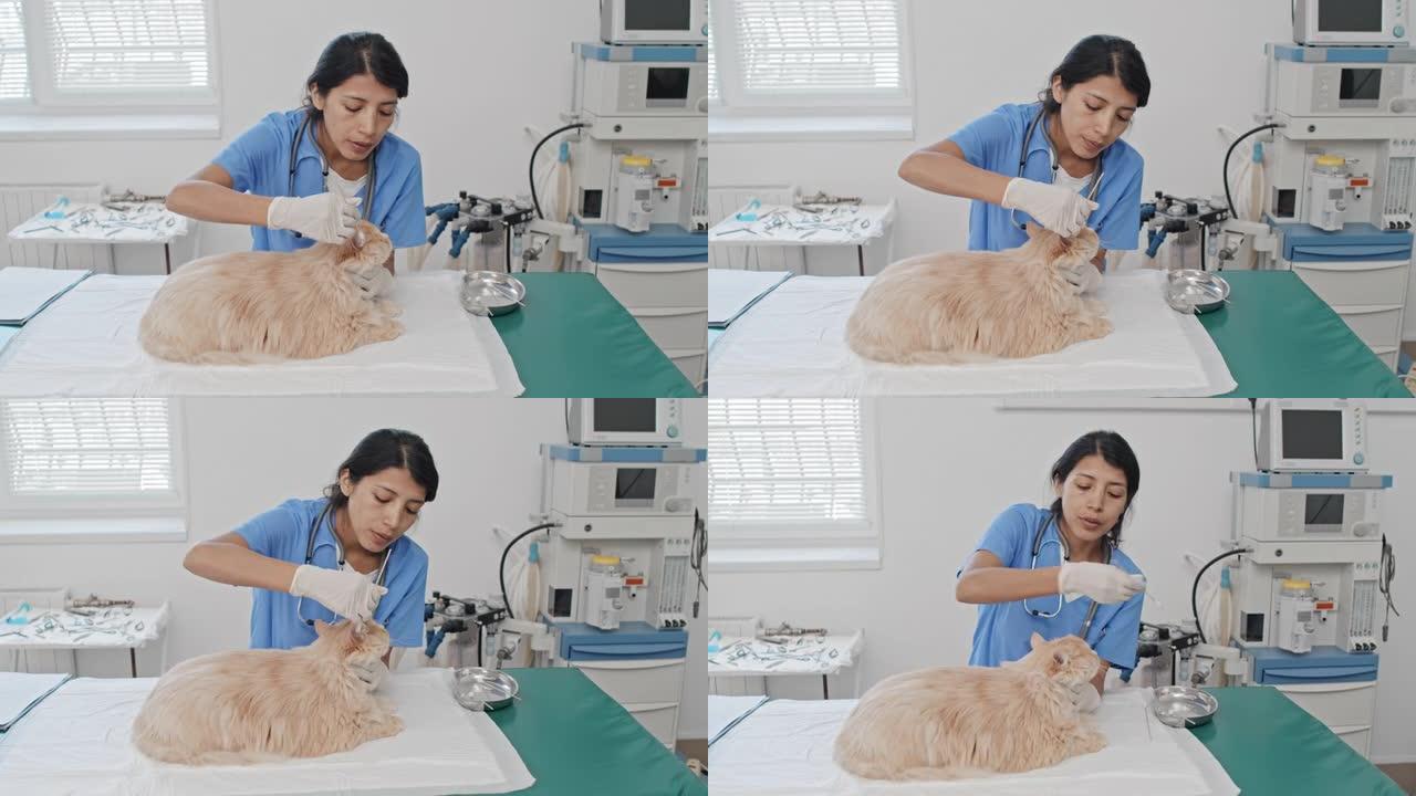 兽医清洁猫的耳朵萌宠看病宠物看病兽医检查