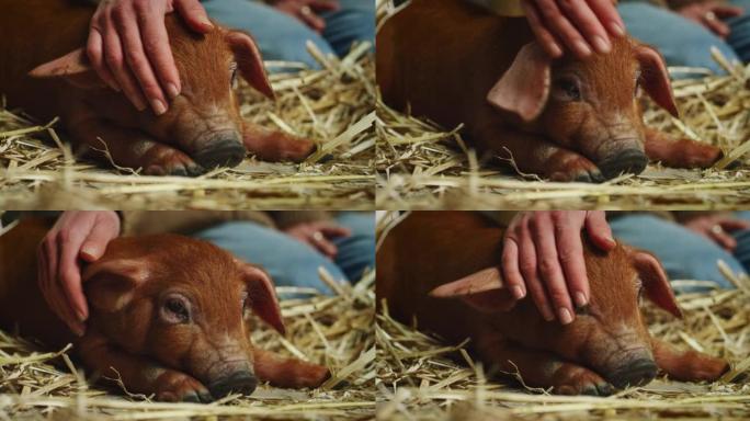年轻女农场主的电影镜头是用爱和关怀爱抚生态生长的新生棕色仔猪，用于农村养猪场猪圈的生物真品产业。