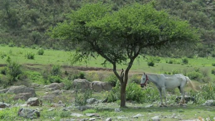 阿根廷科尔多瓦省乡村的一棵树下的白马。