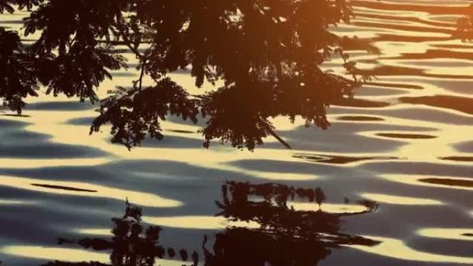 日落时，植物在荡漾的湖中反射