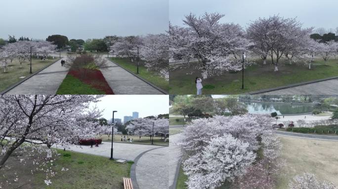 石湖公园樱花