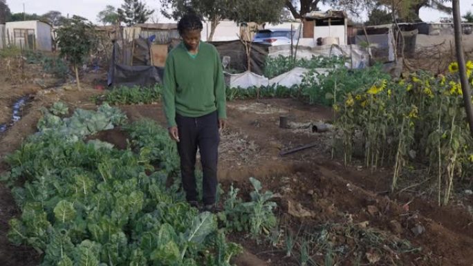 非洲黑人妇女在非正式定居点 (棚户区) 的一个小社区花园里检查蔬菜
