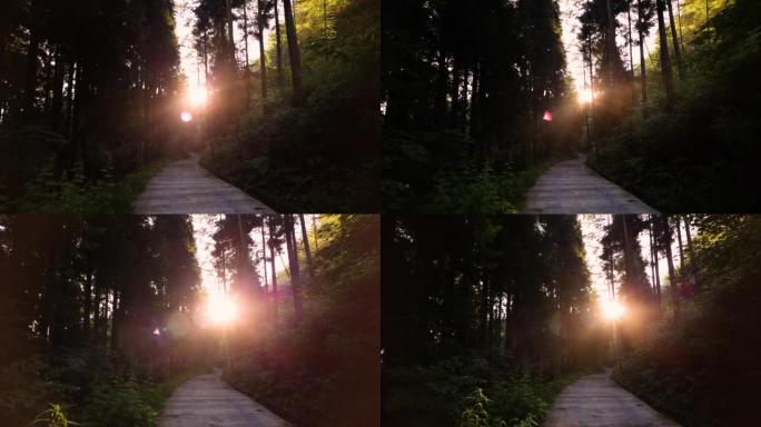 黎明时有路的森林森林小路森林夕阳