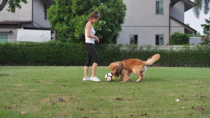 金毛猎犬与亚洲女子打球
