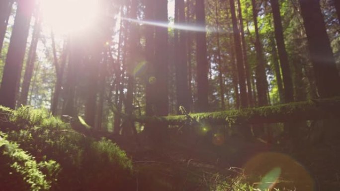 宏观: 阳光透过树冠窥视，照在长满苔藓的树干上。