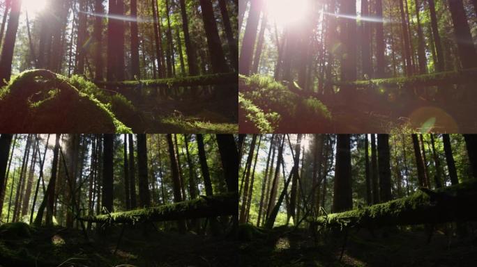 宏观: 阳光透过树冠窥视，照在长满苔藓的树干上。