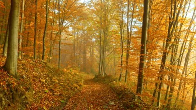 沿着散落着秋叶的小路走。秋季公园或森林。淡淡的雾霾中的橙树。秋季自然景观