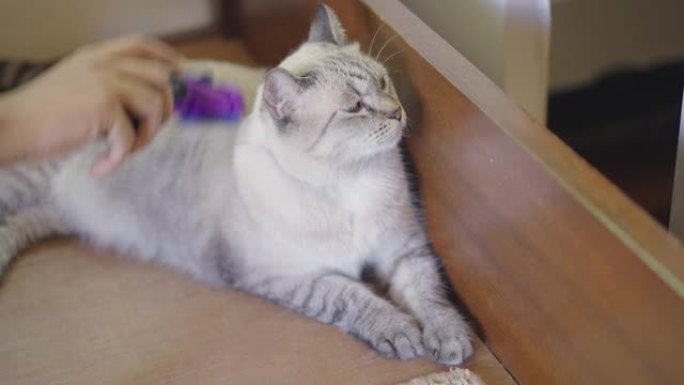 木制床上的暹罗猫被刷