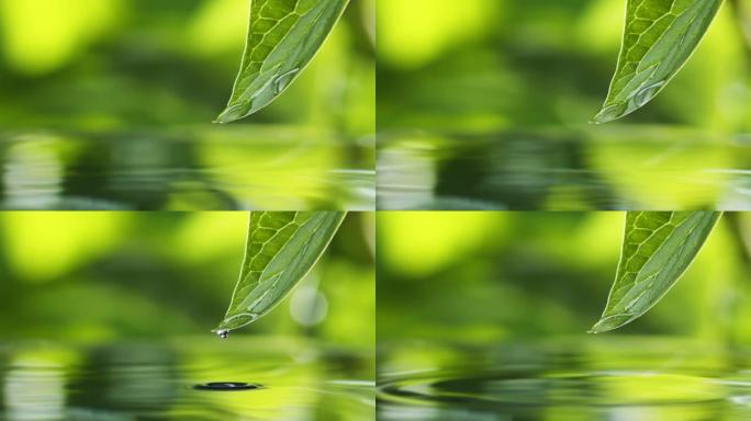 清澈的水在绿叶上滚动，落入水中，形成涟漪。池塘上湿绿色的新鲜叶子。雨后自然。微距拍摄