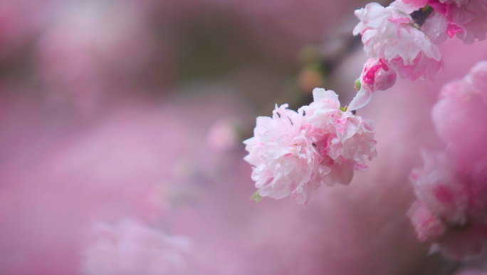 春天春雨桃花雨水水滴花开下雨天雨中花朵