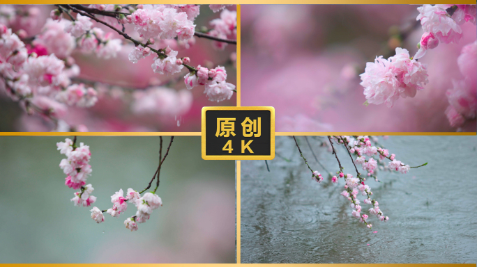 春天春雨桃花雨水水滴花开下雨天雨中花朵